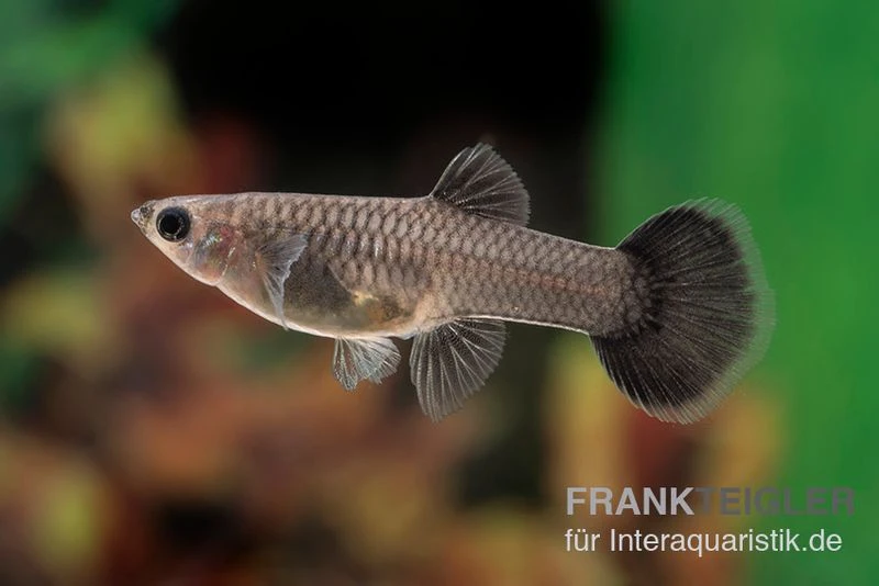 Charcoal Black Guppy, Poecilia reticulata Charcoal Black Guppy, Poecilia Reticulata -Zoofachgeschäft Poecilia reticulata Charcoal black