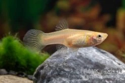 Golden Lace Sword Guppy, Poecilia Reticulata -Zoofachgeschäft Poecilia reticulata Golden Lace Sword