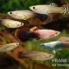 Guppy Zucht-Mix 2, Poecilia Reticulata, 2M 5W -Zoofachgeschäft Poecilia reticulata Guppy Mix Zuchtgruppe 2