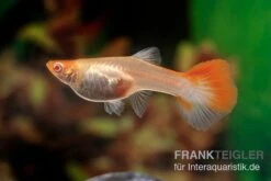 RREA Red Red-Crowned Tuxedo, Poecilia Reticulata -Zoofachgeschäft Poecilia reticulata Red Red crowned tuxedo 9