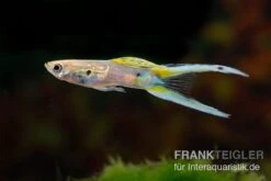 Viena Emerald Double Sword Guppy, Poecilia Reticulata