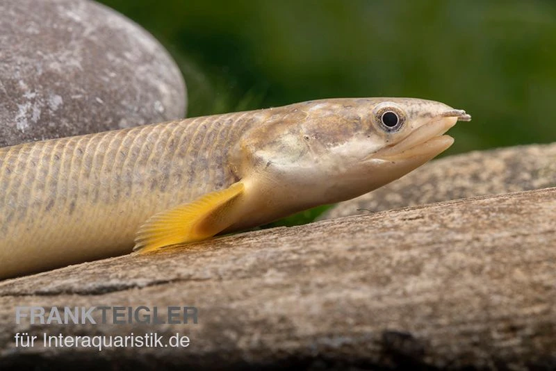 Pollis Flösselhecht, Polypterus polli Pollis Flösselhecht, Polypterus Polli -Zoofachgeschäft Pollis Floesselhecht Polypterus polli 1