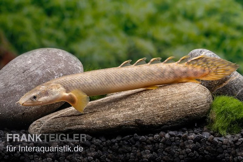 Pollis Flösselhecht, Polypterus polli Pollis Flösselhecht, Polypterus Polli -Zoofachgeschäft Pollis Floesselhecht Polypterus polli 2