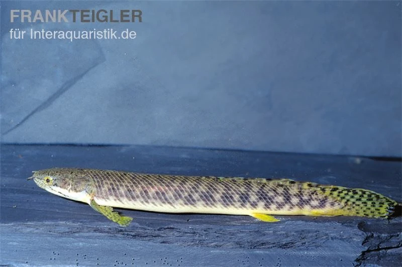 Pollis Flösselhecht, Polypterus polli Pollis Flösselhecht, Polypterus Polli -Zoofachgeschäft Pollis Floesselhecht Polypterus polli