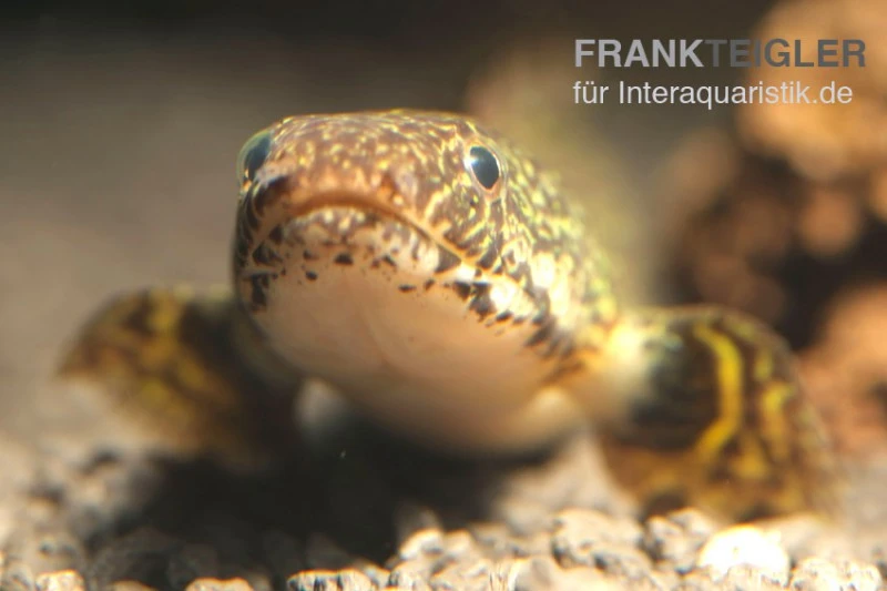 Schmuck-Flösselhecht, Polypterus ornatipinnis, NZ Schmuck-Flösselhecht, Polypterus Ornatipinnis, NZ -Zoofachgeschäft Polypterus ornatipinnis FSWFT0874
