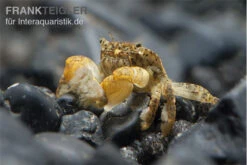 Pompomkrabbe, Ptychognathus Barbatus (Hongkong-Krabbe) -Zoofachgeschäft Pompom krabbe