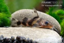 Pracht-Fiederbartwels, Synodontis Decorus 4 Pracht-Fiederbartwels, Synodontis Decorus -Zoofachgeschäft Pracht Fiederbartwels Synodontis decorus neu 2