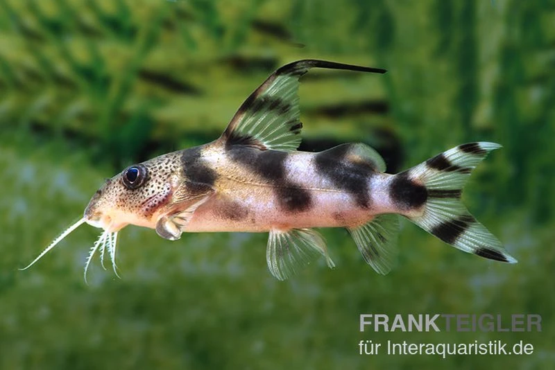 Pracht-Fiederbartwels, Synodontis decorus Pracht-Fiederbartwels, Synodontis Decorus -Zoofachgeschäft Pracht Fiederbartwels Synodontis decorus neu