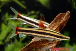 Prachtkopfsteher, Anostomus Anostomus -Zoofachgeschäft Prachtkopfsteher Anostomus anostomus neu 2