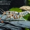 Maikäferkrebs, Procambarus Spiculifer -Zoofachgeschäft Procambarus spiculifer 2