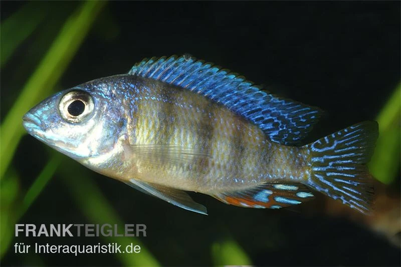 Protomelas fenestratus Protomelas Fenestratus -Zoofachgeschäft Protomelas fenestratus