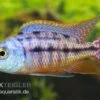 Protomelas Taeniolatus "Boadzulu" -Zoofachgeschäft Protomelas taeniolatus Boadzulu