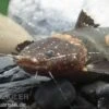 Frosch-Fettwels, Pseudopimelodus Raninus Raninus 2 Frosch-Fettwels, Pseudopimelodus Raninus Raninus -Zoofachgeschäft Pseudopimelodus raninus 3