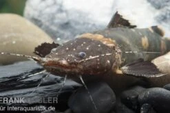 Frosch-Fettwels, Pseudopimelodus Raninus Raninus -Zoofachgeschäft Pseudopimelodus raninus 5