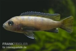 Mpanga Schmalbarsch, Pseudotropheus Elongatus Mpanga, DNZ 3 Mpanga Schmalbarsch, Pseudotropheus Elongatus Mpanga, DNZ -Zoofachgeschäft Pseudotropheus elongatus Mpanga