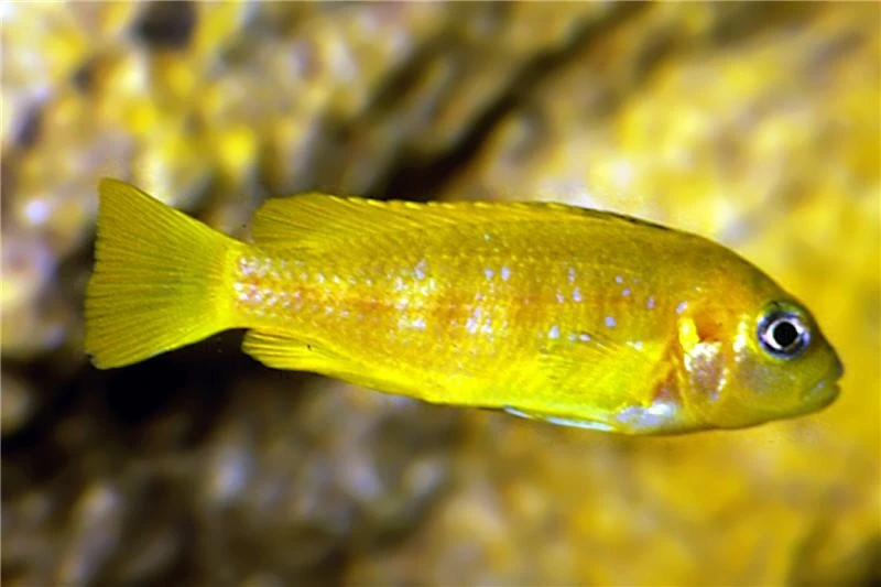 Saulosi Zebramaulbrüter, Pseudotropheus saulosi, DNZ Saulosi Zebramaulbrüter, Pseudotropheus Saulosi, DNZ -Zoofachgeschäft Pseudotropheus saulosi Zebramaulbrueter 1