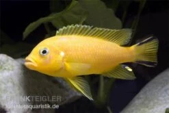 Pseudotropheus Sp. Daktari