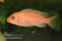 Roter Zebrabuntbarsch, Pseudotropheus Estherae "rot-rot", DNZ -Zoofachgeschäft Pseudotropheus zebra rot