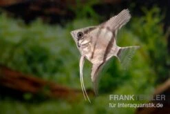 Amapa Red Back Rotrücken-Skalar, Pterophyllum Scalare -Zoofachgeschäft Pterophyllum scalare AMAPA RED BACK