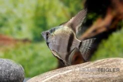 Avatar Zebra-Skalar, Pterophyllum Scalare -Zoofachgeschäft Pterophyllum scalare AVATAR ZEBRA 1