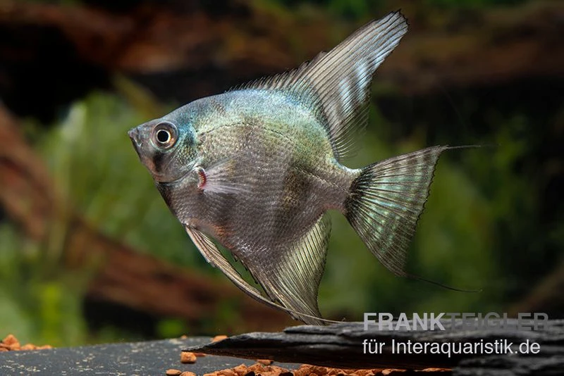 Avatar Zebra-Skalar, Pterophyllum scalare Avatar Zebra-Skalar, Pterophyllum Scalare -Zoofachgeschäft Pterophyllum scalare Avatar Zebra