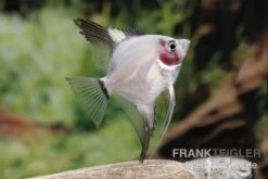 Bulgarian Green Red Cheek Skalar, Pterophyllum Scalare -Zoofachgeschäft Pterophyllum scalare BULGARIAN GREEN RED CHICK