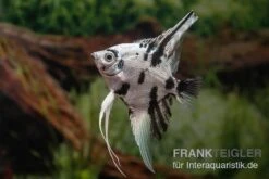 Skalar Platinum Marmor, Pterophyllum Scalare, 4-5 Cm, DNZ -Zoofachgeschäft Pterophyllum scalare Platinum Marble 7