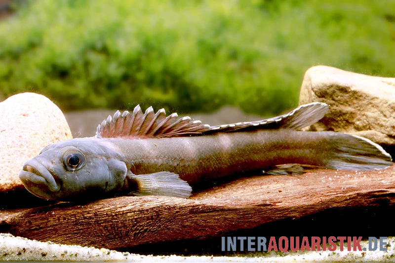 Quappenbuntbarsch, Teleogramma brichardi Quappenbuntbarsch, Teleogramma Brichardi -Zoofachgeschäft Quappenbuntbarsch Teleogramma brichardi Maennchen