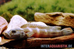 Quappenbuntbarsch, Teleogramma Brichardi 3 Quappenbuntbarsch, Teleogramma Brichardi -Zoofachgeschäft Quappenbuntbarsch Teleogramma brichardi Weibchen