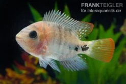 Quetzal-Buntbarsch, Cichlasoma Synspilum, DNZ -Zoofachgeschäft Quetzal Buntbarsch Cichlasoma synspilum