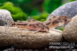 Raimunds Schmerlenwels, Aspidoras Raimundi -Zoofachgeschäft Raimunds schmerlenpanzerwels Aspidoras raimundi 14