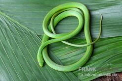 Raue Grasnatter, Opheodrys Aestivus -Zoofachgeschäft Raue Grasnatter Opheodrys aestivus 3