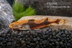Rautenflecken-Zwergwels, Akysis Portellus -Zoofachgeschäft Rautenflecken Zwergwels Akysis portellus 2