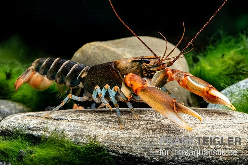 "Red Claw" Tigerkrebs, Cherax peknyi var. "Red Claw" "Red Claw" Tigerkrebs, Cherax Peknyi Var. "Red Claw" -Zoofachgeschäft Red Claw Tigerkrebs Cherax peknyi var Red Claw 2