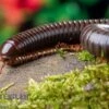 Red Legged Millipede, Spirostreptus Sp. Red Legged Nigeria -Zoofachgeschäft Red Legged Millipede Spirostreptus sp Red Legged Nigeria 1