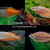 Regenbogenfisch-Mix, 5 Tiere -Zoofachgeschäft Regenbogen Mix