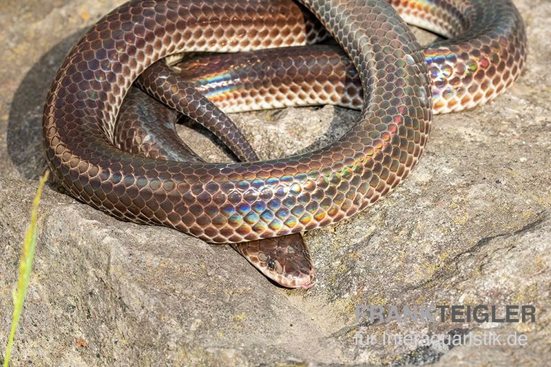 Regenbogenschlange, Xenopeltis unicolor Regenbogenschlange, Xenopeltis Unicolor -Zoofachgeschäft Regenbogenschlange Xenopeltis unicolor 1
