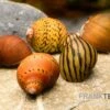 Rennschnecken-Bundle: 5x Rennschnecke Im Farbmix 2 Rennschnecken-Bundle: 5x Rennschnecke Im Farbmix -Zoofachgeschäft Rennschnecken Mix 1