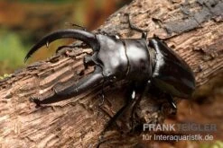 Rhinoceros-Hirschkäfer, Hexarthrius Rhinoceros