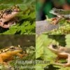 Riedfrosch Mix, 5 Stück, Hyperolius Sp. -Zoofachgeschäft Riedfrosch Mix 5 Stueck Hyperolius sp
