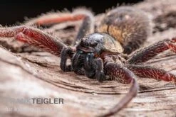 Riesenkrabbenspinne, Heteropoda Sp. Indonesien 01 -Zoofachgeschäft Riesenkrabbenspinne Heteropoda sp Indonesien 03