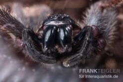 Riesenkrabbenspinne, Heteropoda Sp. Indonesien 01 -Zoofachgeschäft Riesenkrabbenspinne Heteropoda sp Indonesien 04