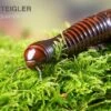 Riesiger Feuer-Tausendfüßer, Pelmatojulus Excisus -Zoofachgeschäft Riesiger Feuer Tausendfuesser Pelmatojulus excisus 1