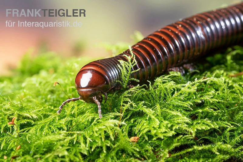 Riesiger Feuer-Tausendfüßer, Pelmatojulus excisus Riesiger Feuer-Tausendfüßer, Pelmatojulus Excisus -Zoofachgeschäft Riesiger Feuer Tausendfuesser Pelmatojulus excisus 1