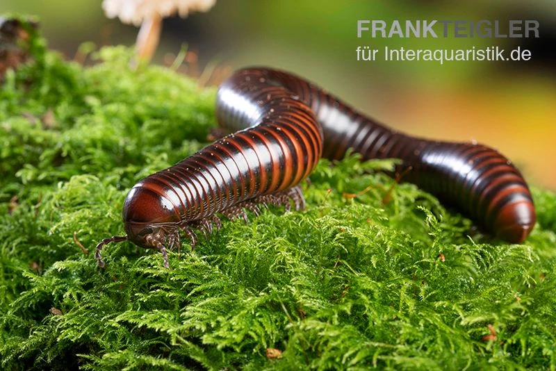 Riesiger Feuer-Tausendfüßer, Pelmatojulus excisus Riesiger Feuer-Tausendfüßer, Pelmatojulus Excisus -Zoofachgeschäft Riesiger Feuer Tausendfuesser Pelmatojulus excisus 2