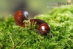 Riesiger Feuer-Tausendfüßer, Pelmatojulus Excisus 4 Riesiger Feuer-Tausendfüßer, Pelmatojulus Excisus -Zoofachgeschäft Riesiger Feuer Tausendfuesser Pelmatojulus excisus 3