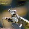 Rindenmantis, Theopompa Servillei -Zoofachgeschäft Rindenmantis Theopompa servillei 1