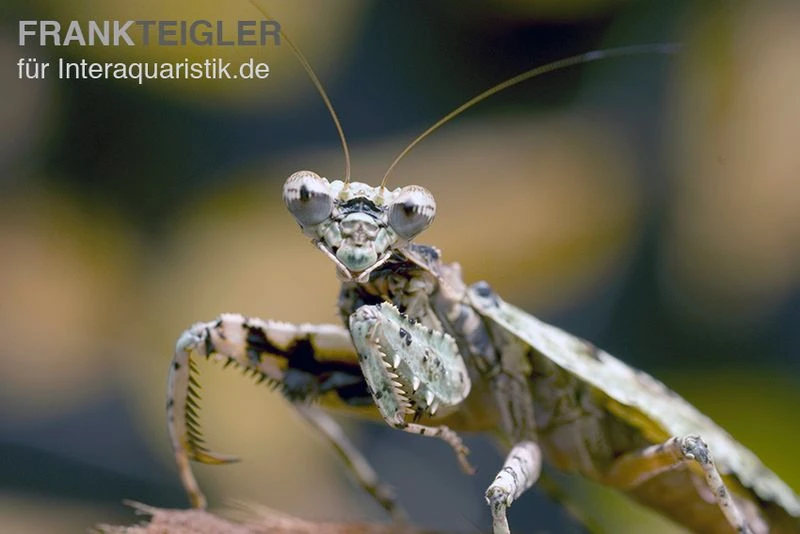 Rindenmantis, Theopompa servillei Rindenmantis, Theopompa Servillei -Zoofachgeschäft Rindenmantis Theopompa servillei 1
