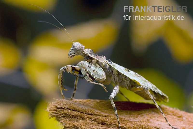 Rindenmantis, Theopompa servillei Rindenmantis, Theopompa Servillei -Zoofachgeschäft Rindenmantis Theopompa servillei 2