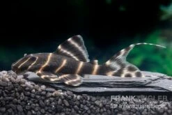 Ringelsocken-Harnischwels, L204, Panaqolus Albivermis "Flash Pleco" 4-5 Cm 4 Ringelsocken-Harnischwels, L204, Panaqolus Albivermis "Flash Pleco" 4-5 Cm -Zoofachgeschäft Ringelsocken Harnischwels L204 Panaqolus albivermis Flash Pleco neu 1